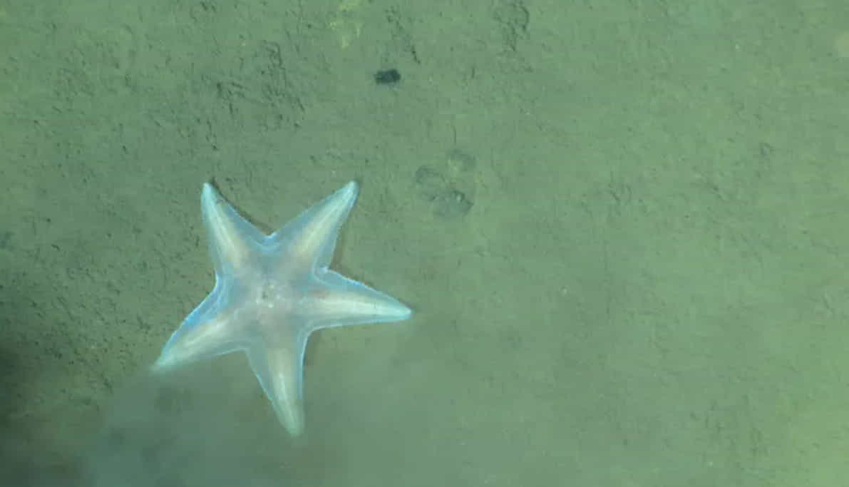 万米海底的海星