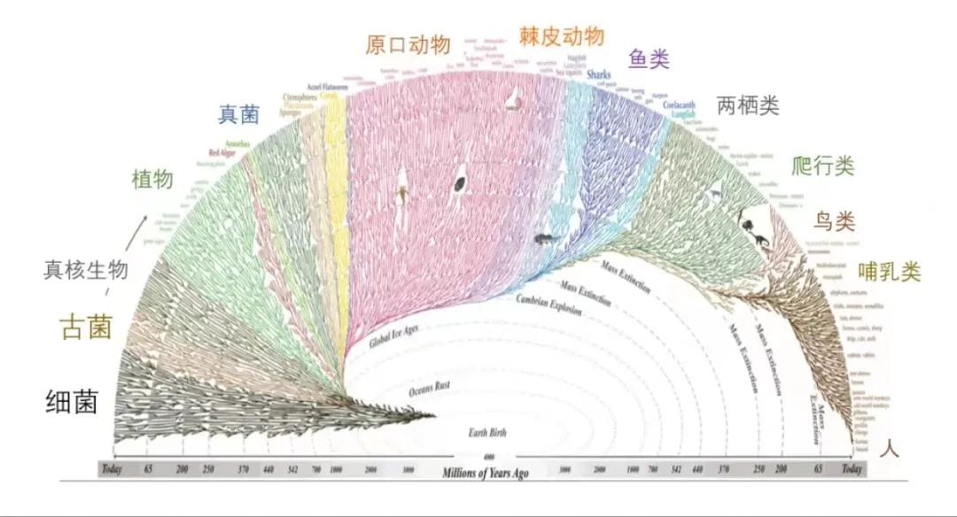 进化过程